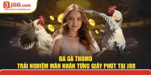 Đá Gà Thomo - Trải Nghiệm Mãn Nhãn Từng Giây Phút Tại J88