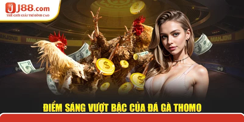 Điểm sáng vượt bậc của đá gà thomo Điểm sáng vượt bậc của đá gà thomo
