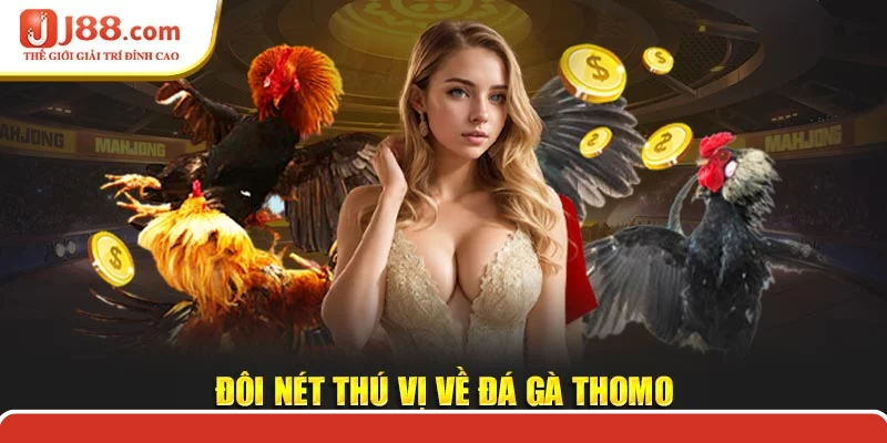 Đôi nét thú vị về đá gà thomo Đôi nét thú vị về đá gà thomo