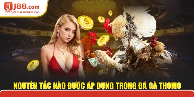Nguyên tắc nào được áp dụng trong đá gà thomo Nguyên tắc nào được áp dụng trong đá gà thomo
