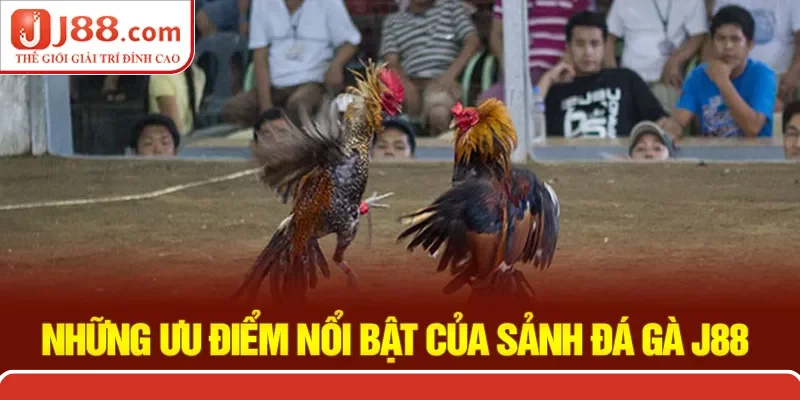 Những điểm nổi bật chỉ có tại đá gà J88 